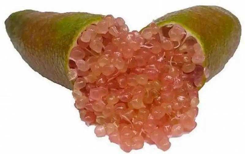 finger lime 9