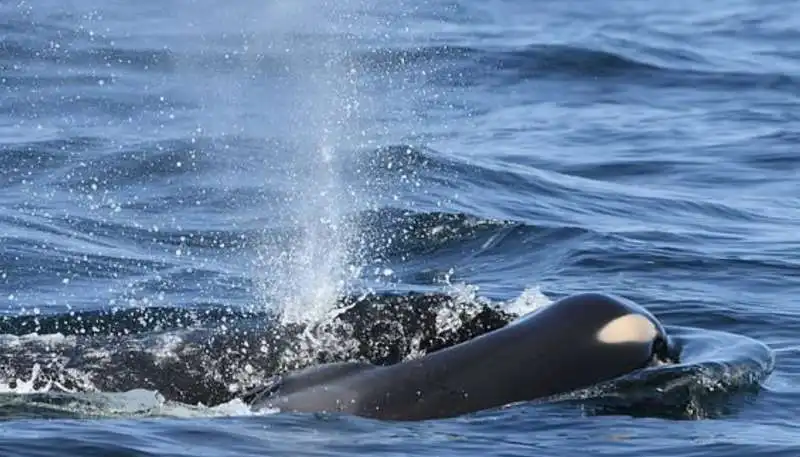 mamma orca trascina il suo cucciolo morto 1