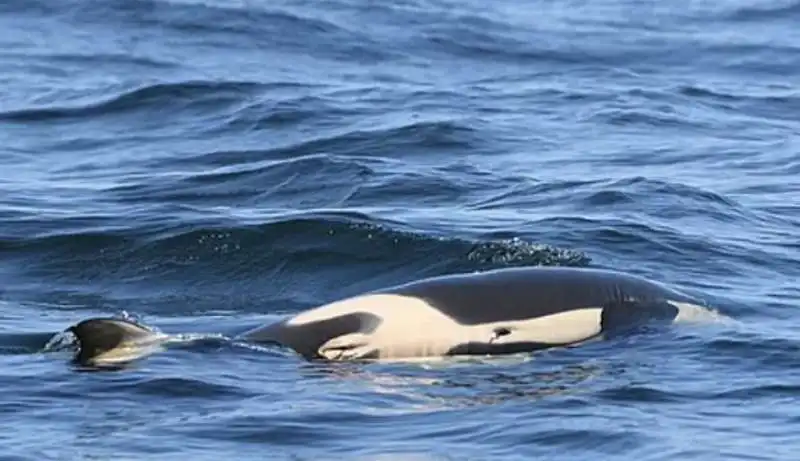 mamma orca trascina il suo cucciolo morto 2