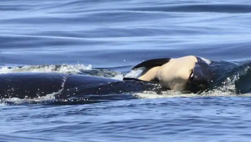 mamma orca trascina il suo cucciolo morto 4