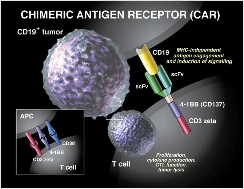 terapia car t 8