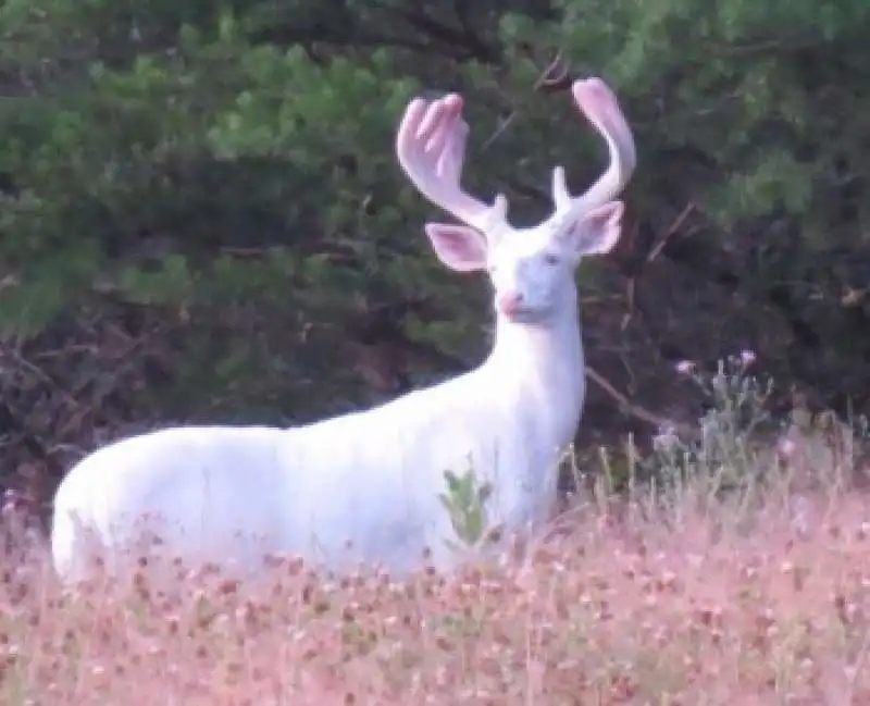 un cervo albino