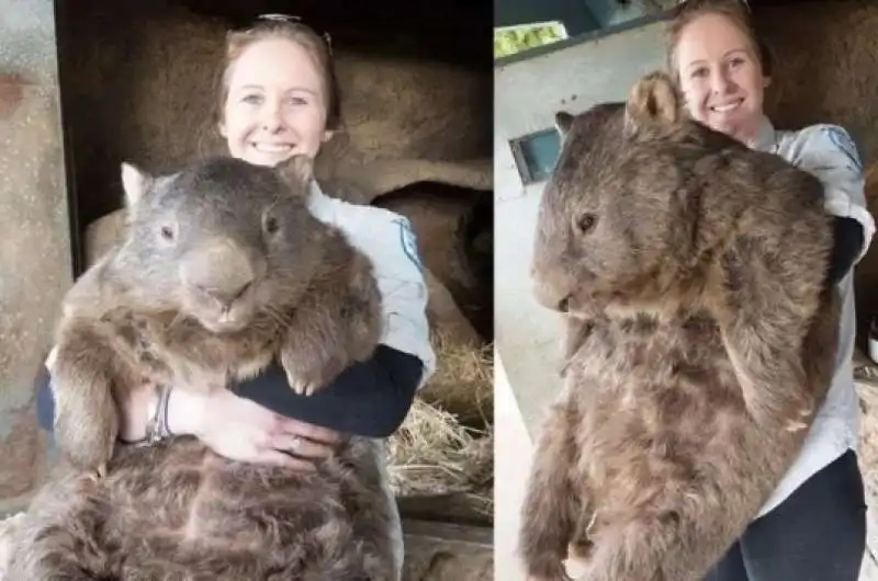 wombat 