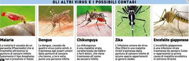 ZANZARE E I VIRUS CHE PORTANO