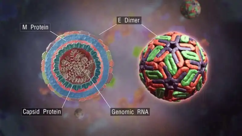 antibiotici contro la dengue