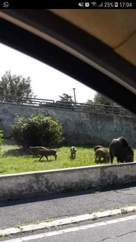 CINGHIALI A SPINACETO     