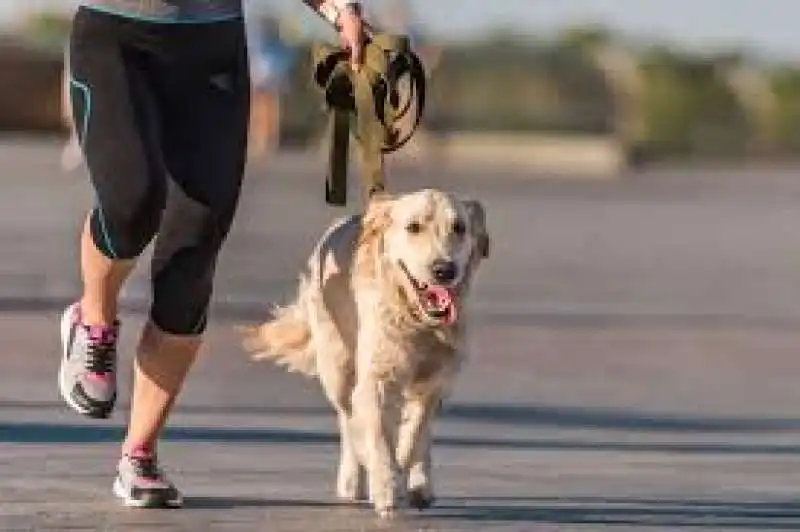 correre con il cane  10