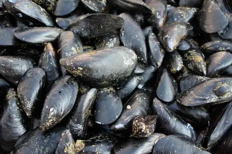 cozze