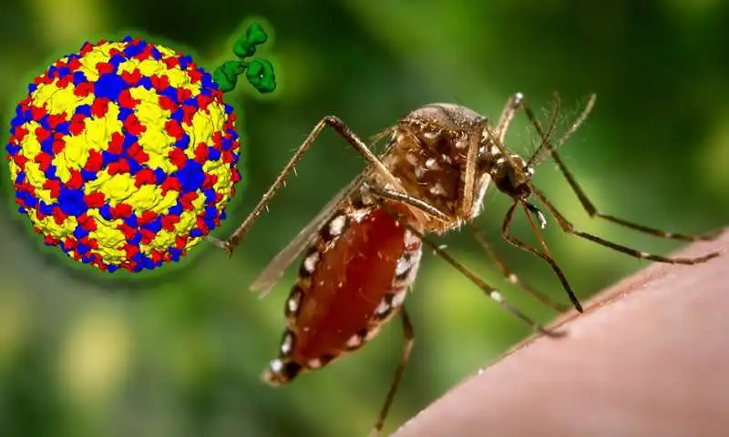 dengue