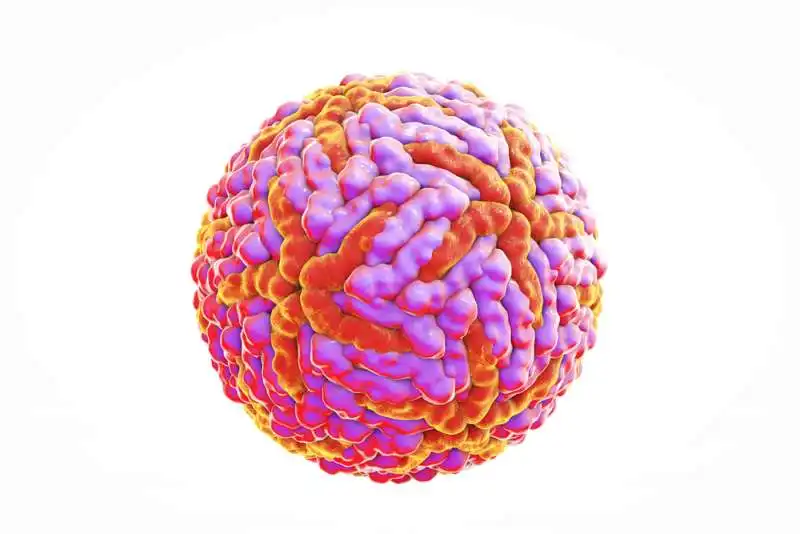 dengue virus