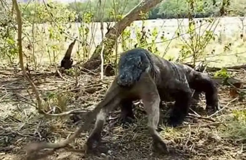 drago di komodo divora una scimmia 1