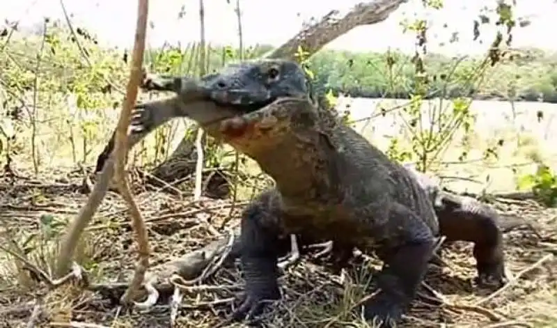 drago di komodo divora una scimmia 2