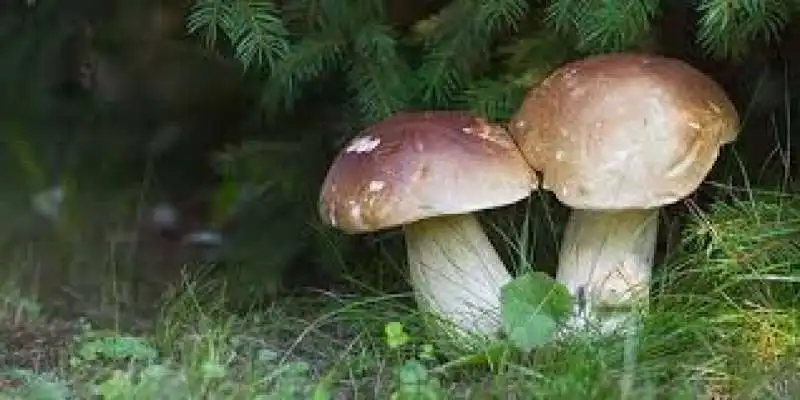 funghi