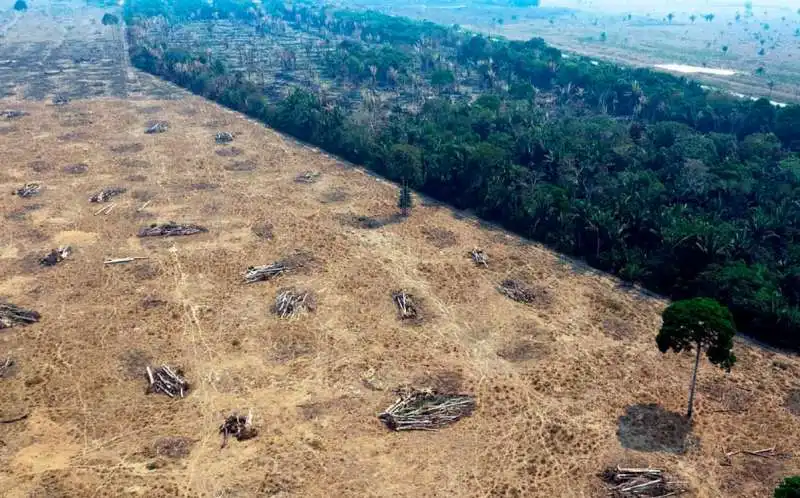 gli incendi in amazzonia 4