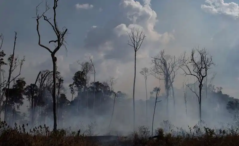 gli incendi in amazzonia 5