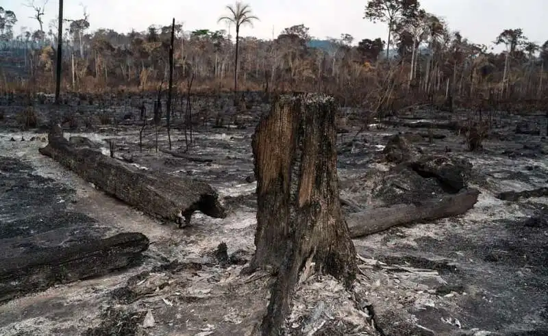 gli incendi in amazzonia 6