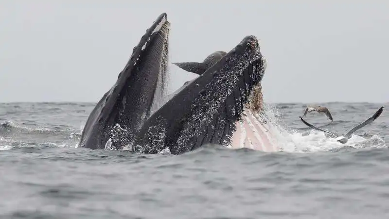 una balena  inghotte il leone marino che scappa