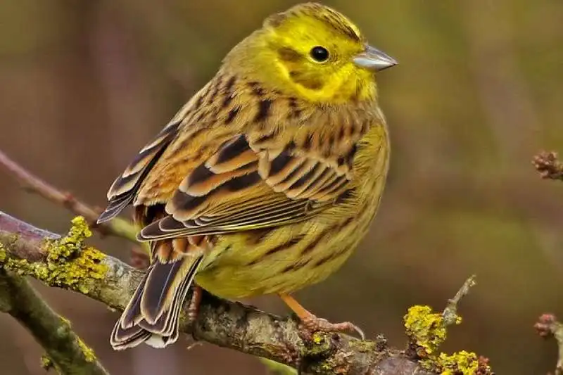 YELLOWHAMMER - ZIGOLO GIALLO