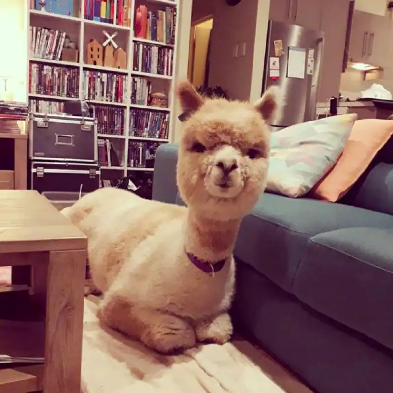 alpaca