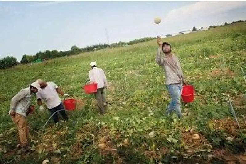 BRACCIANTI AGRICOLI