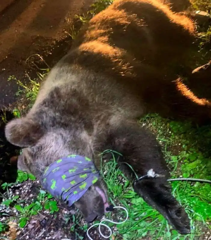 catturato l'orso che ha aggredito diego balasso