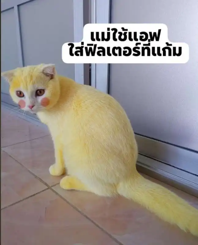 ka pwong il gatto giallo come pikachu