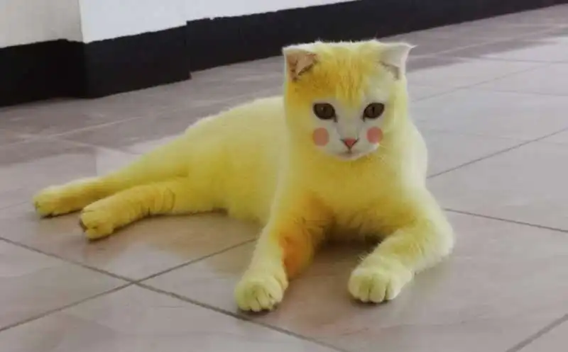 ka pwong il gatto giallo come pikachu 3