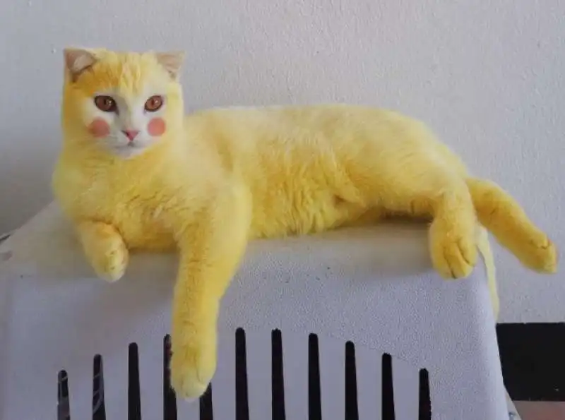 ka pwong il gatto giallo come pikachu 5