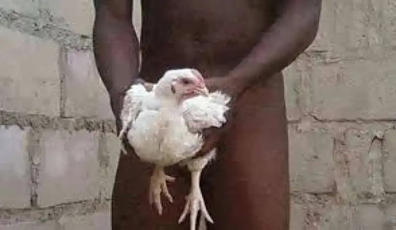 sesso con il pollo 3