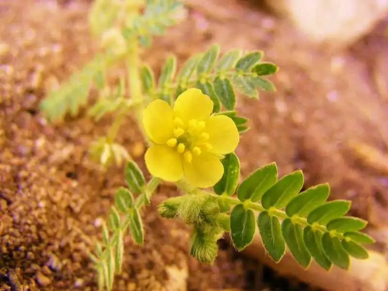 tribulus terrestris 