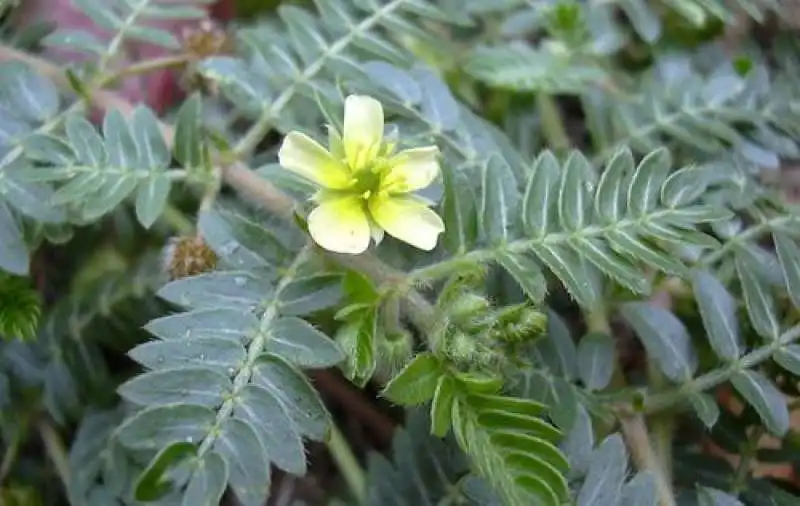 tribulus terrestris