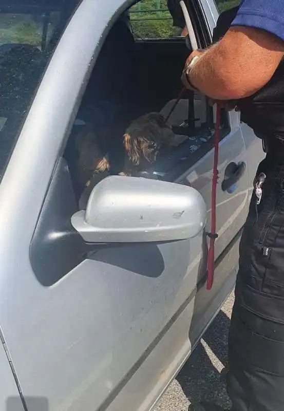 uomo spacca auto per salvare cane 2