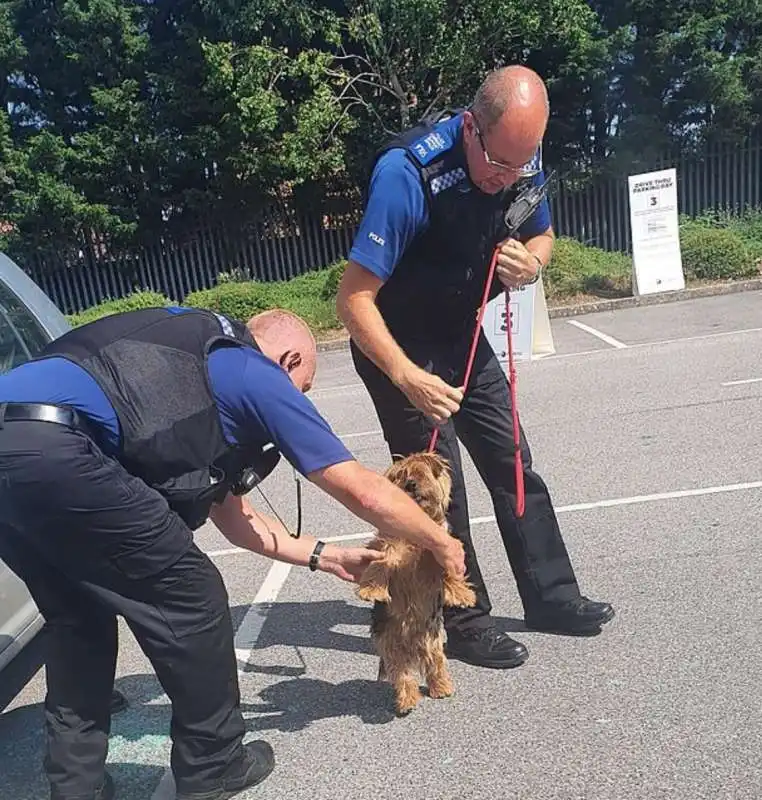 uomo spacca auto per salvare cane 3