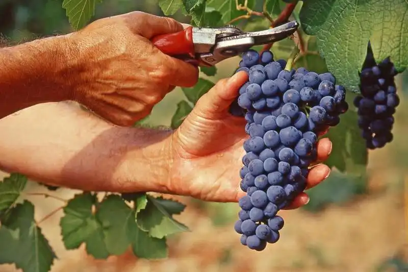 VENDEMMIA