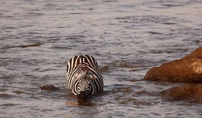 zebra vs. coccodrillo 1