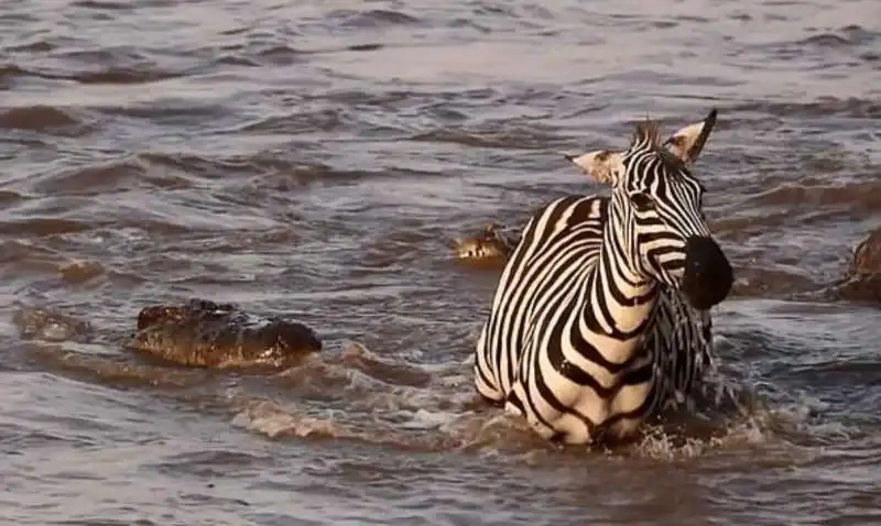 zebra vs. coccodrillo 3