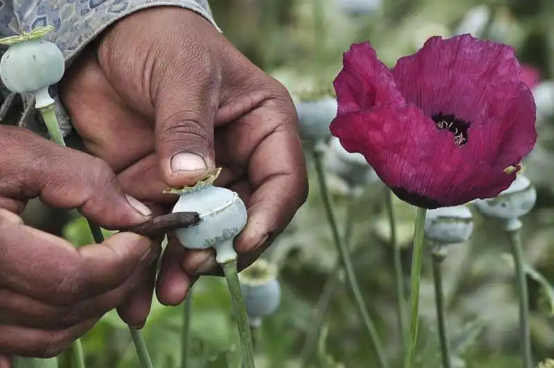 campi di oppio in afghanistan 1