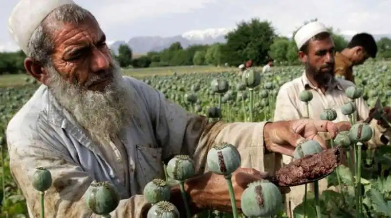 campi di oppio in afghanistan 5