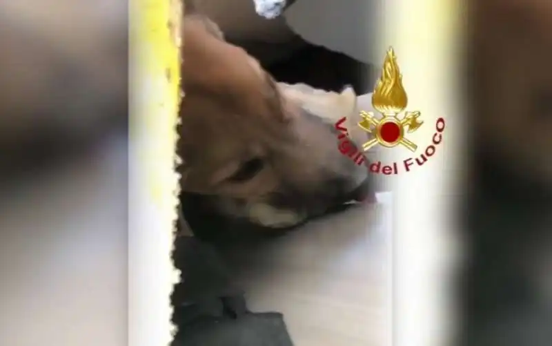 il cane ettore salvato a torino 4