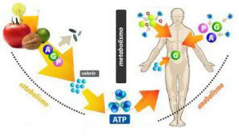 metabolismo