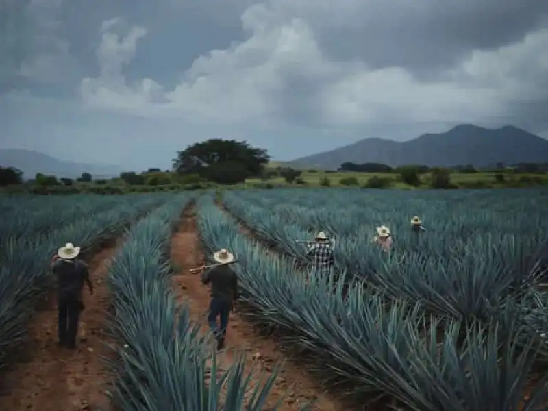 piantagione di agave