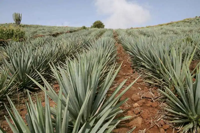 piantagione di agave