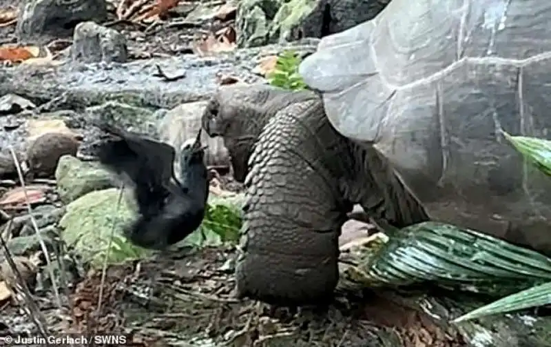 Tartaruga attacca uccello