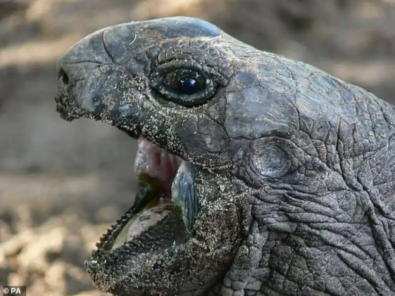 Tartaruga attacca uccello 2