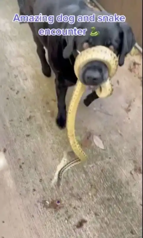 cane con serpente a san diego