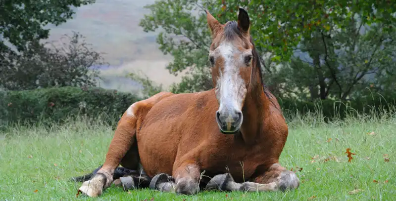 cavallo