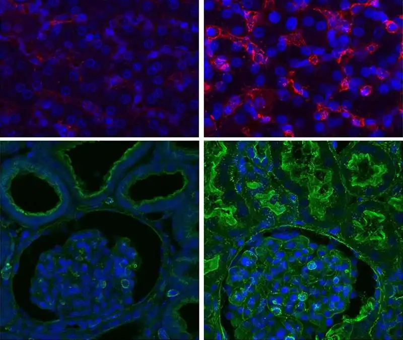 cellule di organi di maiali ripristinate grazie a organex 2