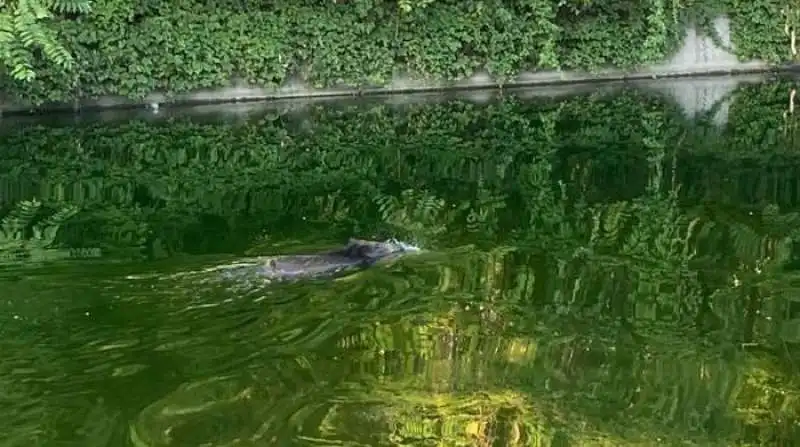 CINGHIALE IN DARSENA 