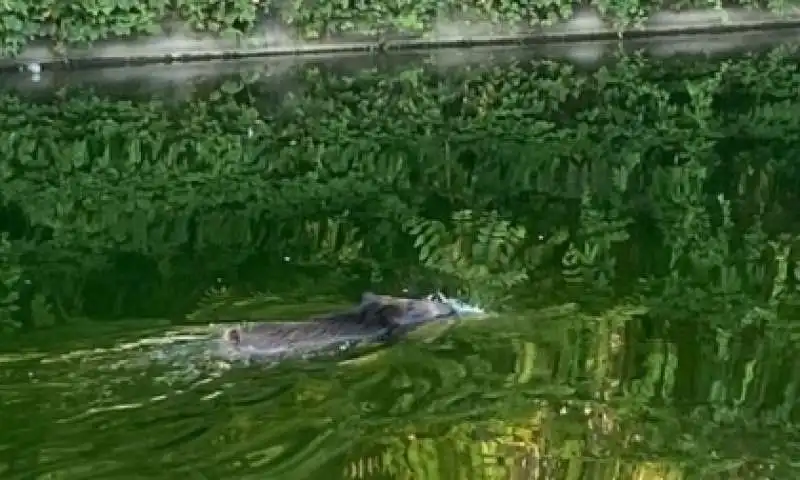 CINGHIALE IN DARSENA 2