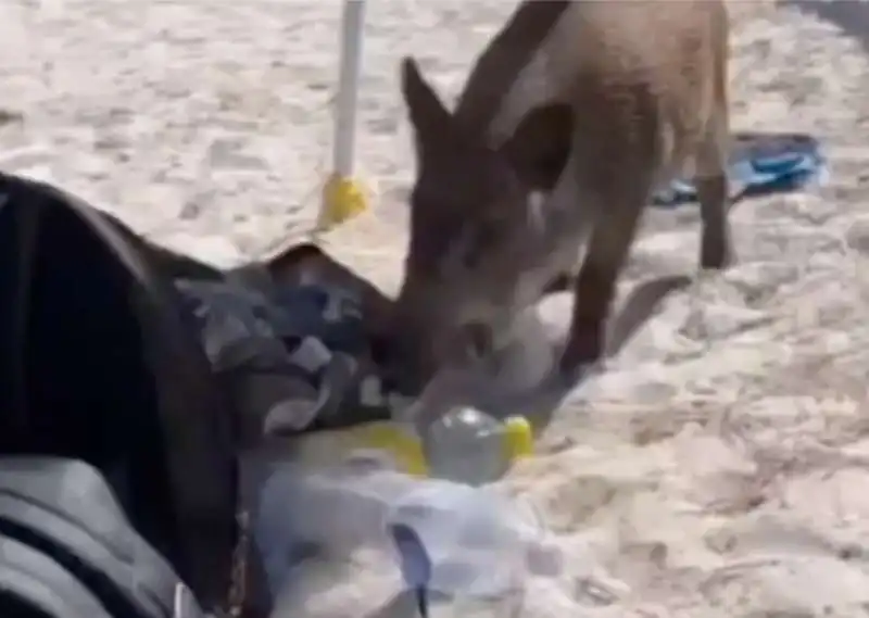 cinghiale in spiaggia in sardegna   1